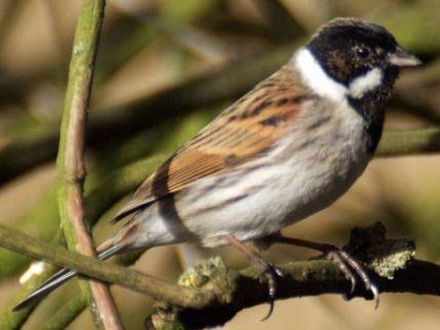Bruant des roseaux